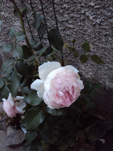 DSC04742