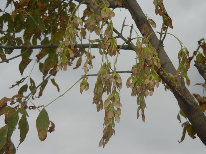 Autumn Colors (2014, October 02)