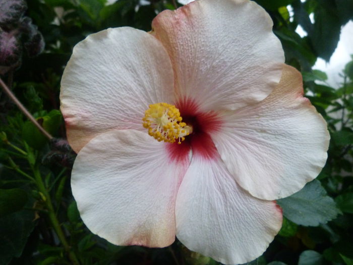 P1080499 - Hibiscusi