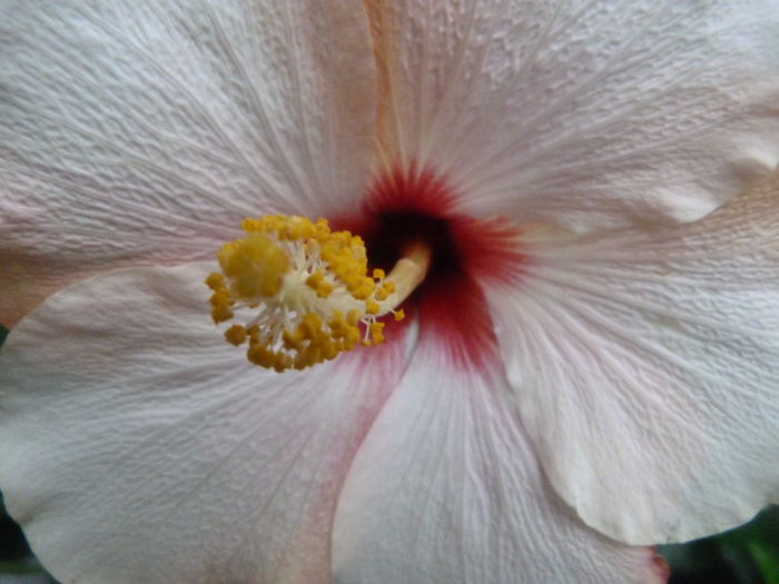 P1080506 - Hibiscusi