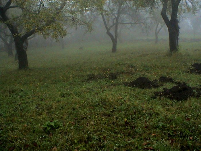 Prin ceata si ploaie.. (4) - 2 TRANDAFIRI ISTORICI ACHIZITIONATI IN 2014 DE LA RADOSLAV PETROVIC