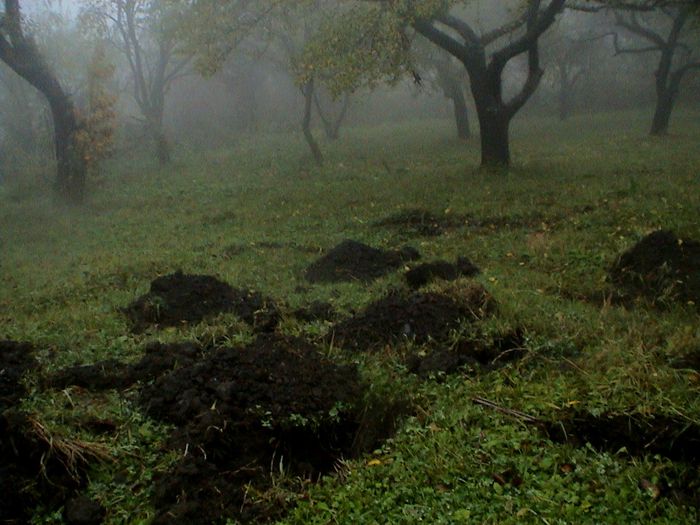 Prin ceata si ploaie.. (5) - 2 TRANDAFIRI ISTORICI ACHIZITIONATI IN 2014 DE LA RADOSLAV PETROVIC