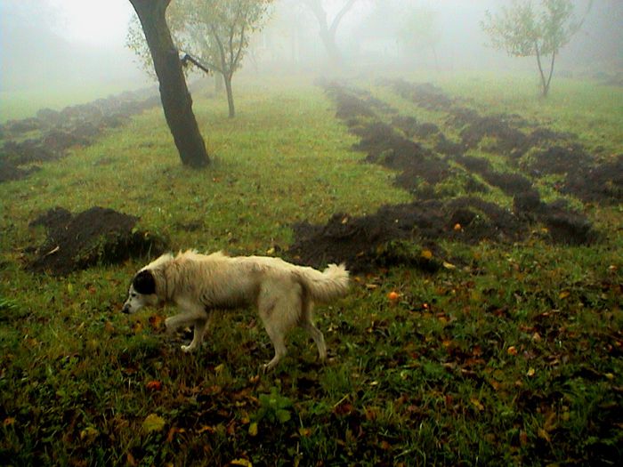 Prin ceata si ploaie.. (17) - 2 TRANDAFIRI ISTORICI ACHIZITIONATI IN 2014 DE LA RADOSLAV PETROVIC