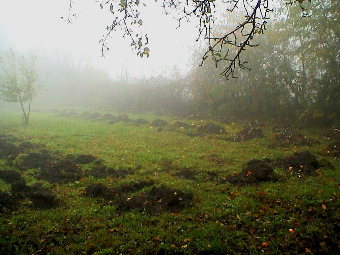 Prin ceata si ploaie.. (18) - 2 TRANDAFIRI ISTORICI ACHIZITIONATI IN 2014 DE LA RADOSLAV PETROVIC