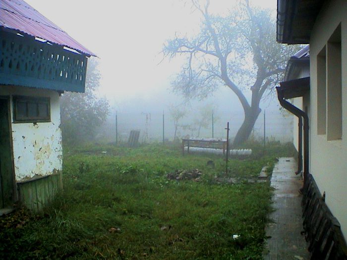 Prin ceata si ploaie.. (39) - 2 TRANDAFIRI ISTORICI ACHIZITIONATI IN 2014 DE LA RADOSLAV PETROVIC