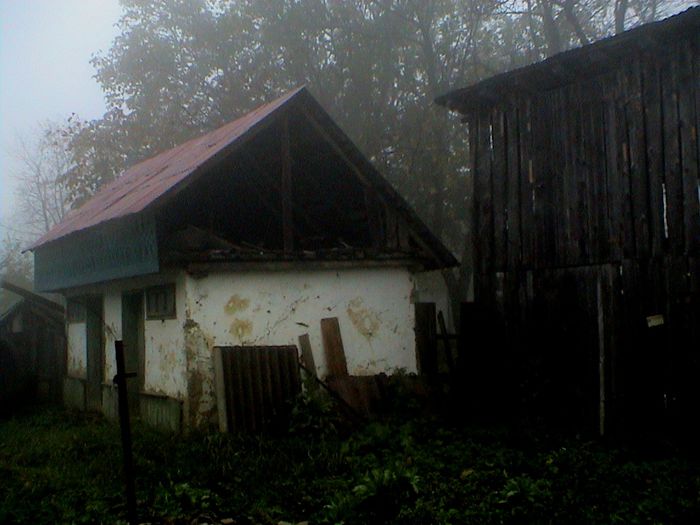 Prin ceata si ploaie.. (43) - 2 TRANDAFIRI ISTORICI ACHIZITIONATI IN 2014 DE LA RADOSLAV PETROVIC
