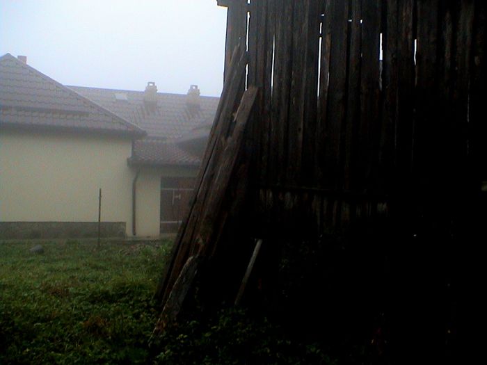 Prin ceata si ploaie.. (49) - 2 TRANDAFIRI ISTORICI ACHIZITIONATI IN 2014 DE LA RADOSLAV PETROVIC