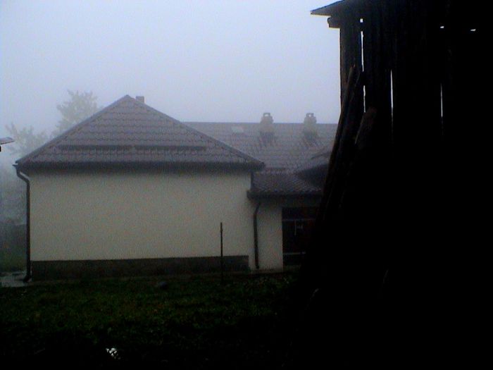 Prin ceata si ploaie.. (50) - 2 TRANDAFIRI ISTORICI ACHIZITIONATI IN 2014 DE LA RADOSLAV PETROVIC