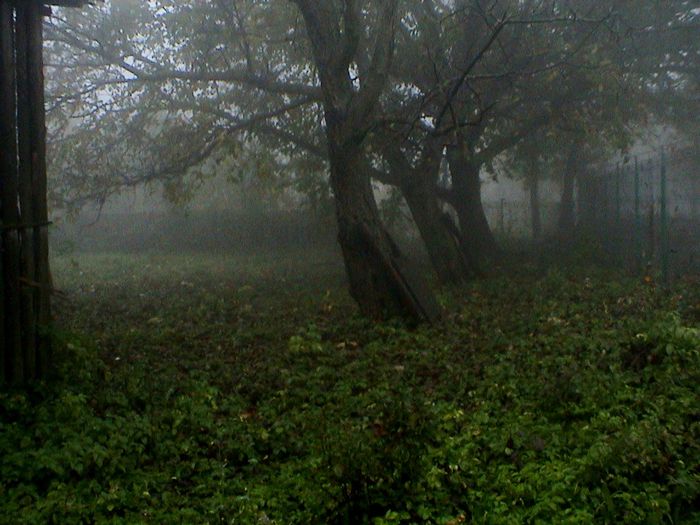 Prin ceata si ploaie.. (52) - 2 TRANDAFIRI ISTORICI ACHIZITIONATI IN 2014 DE LA RADOSLAV PETROVIC