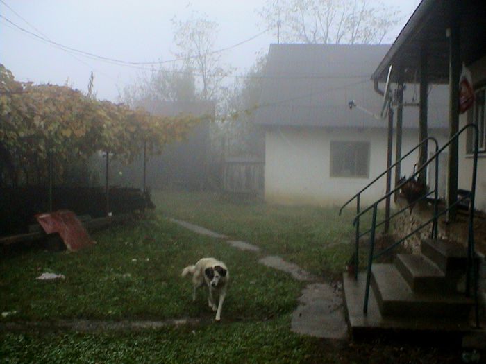 Prin ceata si ploaie.. (65)