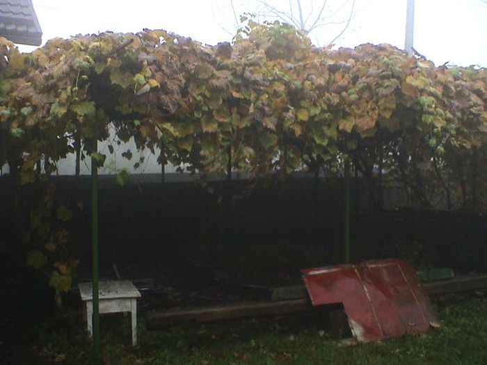 Prin ceata si ploaie.. (67)