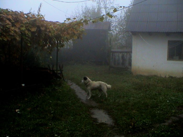 Prin ceata si ploaie.. (69)