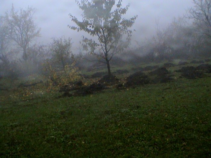 Prin ceata si ploaie.. (83)