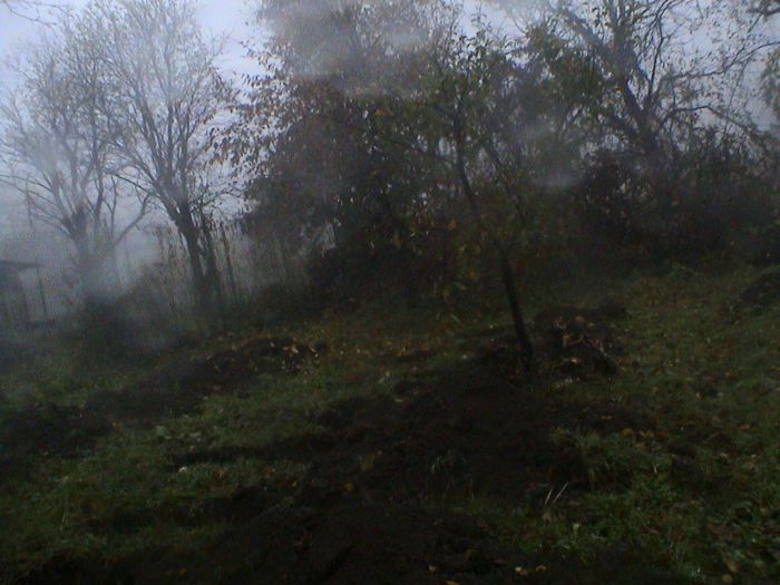 Prin ceata si ploaie.. (87)
