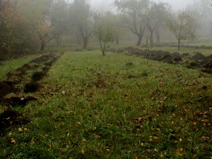 Prin ceata si ploaie.. (91)
