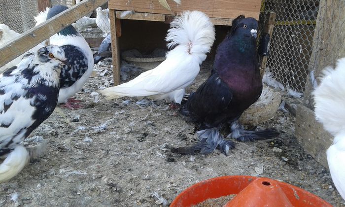 uriasi magheari; uriasi magheari
