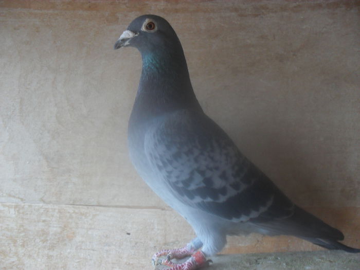 2454484-11 M 30,41pct categ.FOND M+Y LOC 34 EXPO.NATIONALA si LOC 3 CATEG STANDARD 2013; SEZONUL 2014 - prezent in BALCANIADA SIVEN BULGARIA CATEGORIA STANDARD MASCULI; 
2014 - a realiz.PALMARES 2 ANI FOND LOC6.ASOCIATIA 3/2 C-LUNG din 5 angj./3 clasari 2014(derby DONETS"K)
