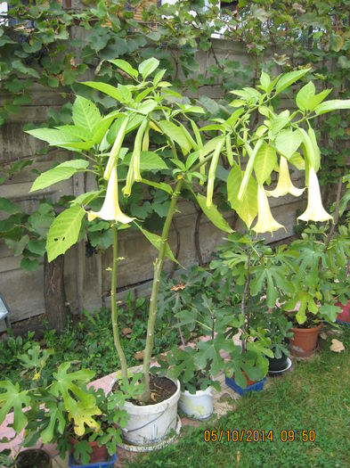 Picture 2786 - 3 BRUGMANSIA