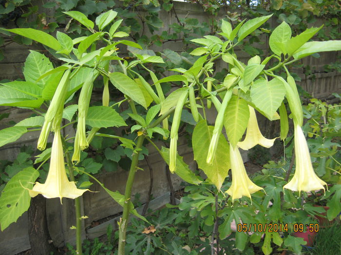 Picture 2785 - 3 BRUGMANSIA