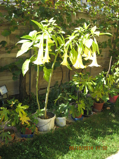 Picture 2832 - 3 BRUGMANSIA