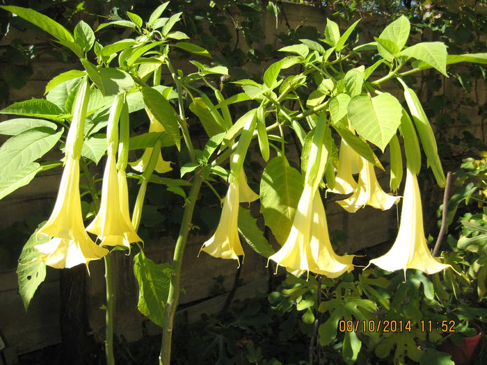Picture 2833 - 3 BRUGMANSIA