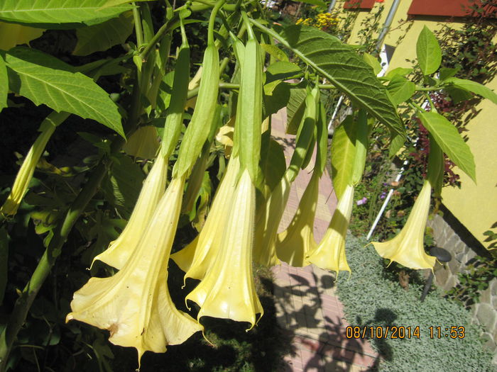 Picture 2839 - 3 BRUGMANSIA