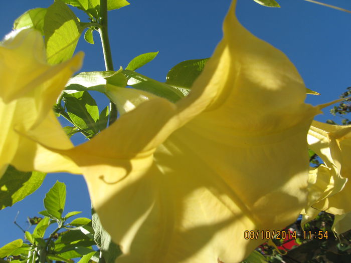 Picture 2840 - 3 BRUGMANSIA