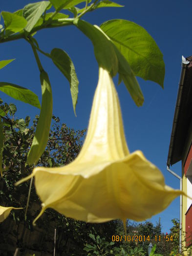 Picture 2842 - 3 BRUGMANSIA