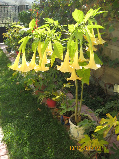 Picture 2851 - 3 BRUGMANSIA