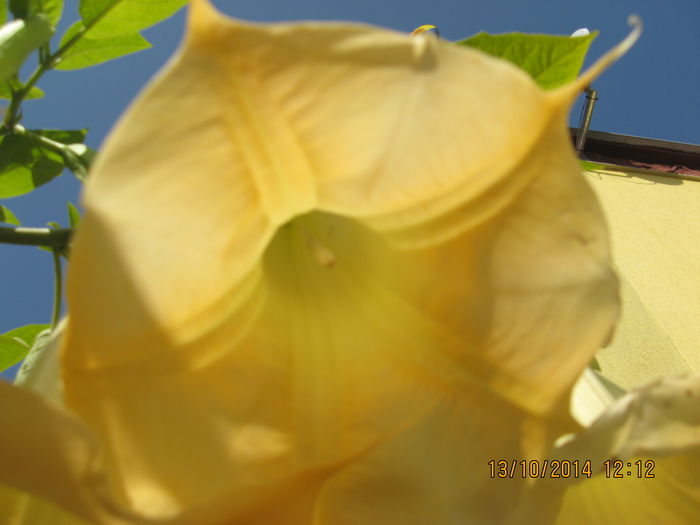 Picture 2855 - 3 BRUGMANSIA