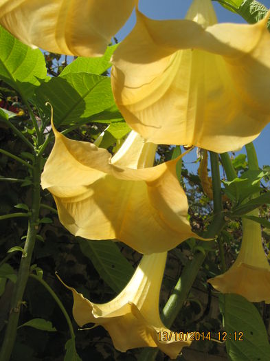 Picture 2857 - 3 BRUGMANSIA