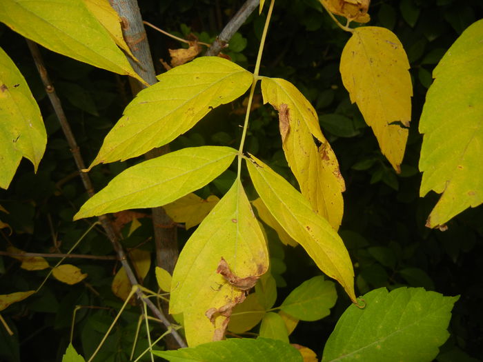 Autumn Colors (2014, October 09)