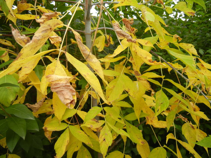 Autumn Colors (2014, October 09)