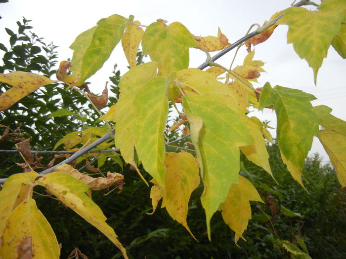 Autumn Colors (2014, October 17)
