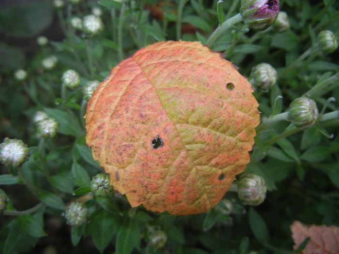 Autumn Colors (2014, October 09)