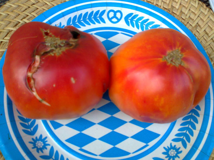 Fotografie3580 - TOMATE FOTO ALBUM 10