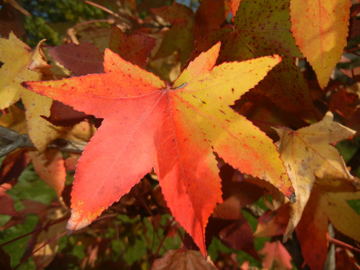 Liquidambar styraciflua (2014, Oct.19) - 03 AUTUMN Colors_Toamna