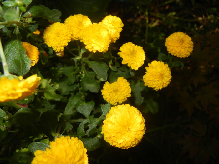 Yellow Chrysanthemum (2014, Oct.19) - 03 AUTUMN Colors_Toamna