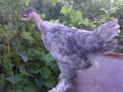 100076622_TNJJTAO