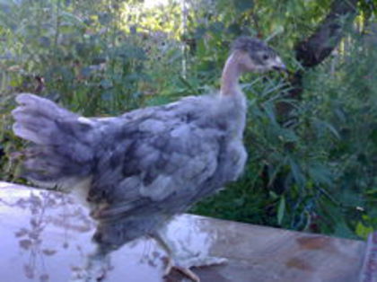 100076624_YAZVCPY - 3- Pui de gaina