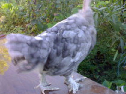 100076635_LPKGKMA