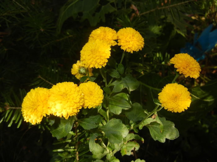 Yellow Chrysanthemum (2014, Oct.19) - 03 AUTUMN Colors_Toamna