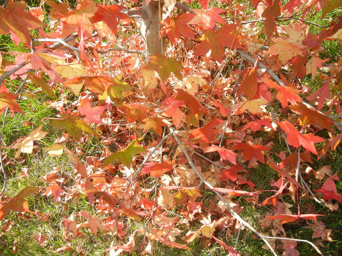 Liquidambar styraciflua (2014, Oct.19) - 03 AUTUMN Colors_Toamna