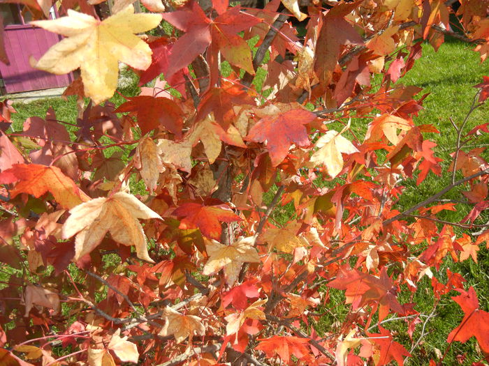 Liquidambar styraciflua (2014, Oct.19) - 03 AUTUMN Colors_Toamna
