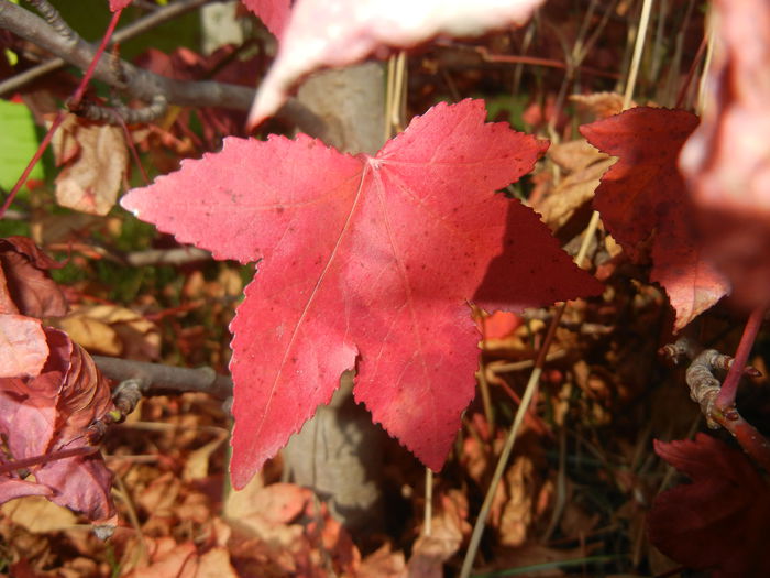 Liquidambar styraciflua (2014, Oct.19) - 03 AUTUMN Colors_Toamna