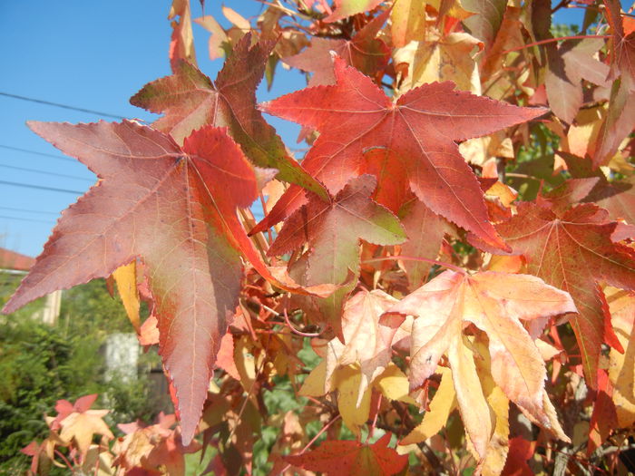 Liquidambar styraciflua (2014, Oct.19) - 03 AUTUMN Colors_Toamna