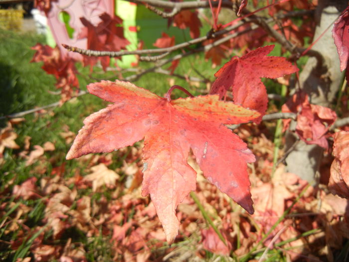 Liquidambar styraciflua (2014, Oct.19) - 03 AUTUMN Colors_Toamna