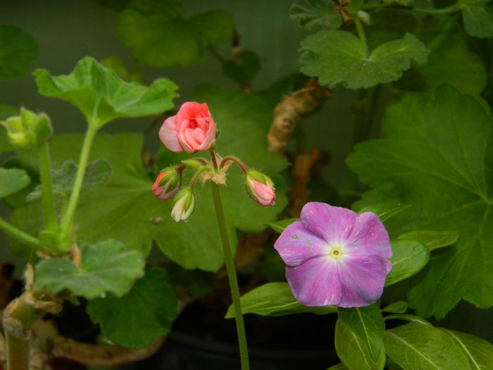DSCN1594 - OCTOMBRIE_2014
