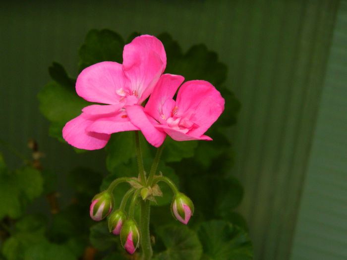 DSCN1596