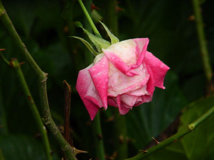 DSCN1601